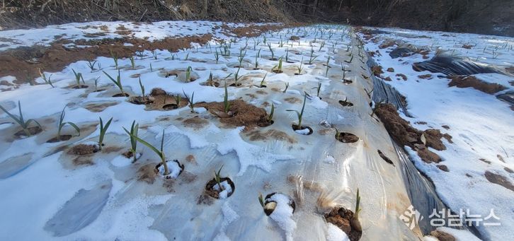 충남도 “기상이변 속 마늘 재배, 봄철 관리가 수확 좌우”