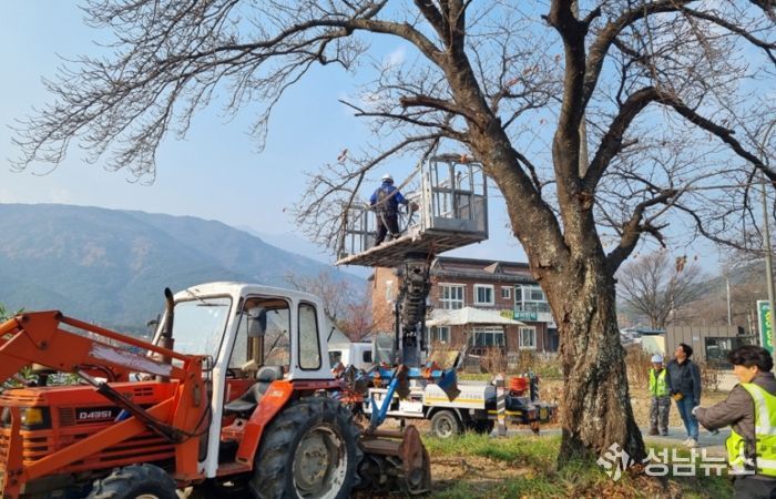 속초시, 주요 도로변 전정 작업으로 도시 경관 개선한다