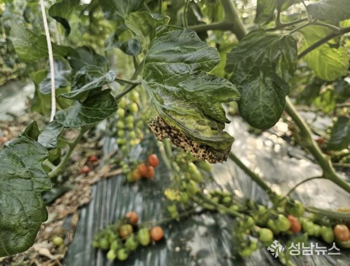 결로로 인한 토마토 곰팡이병(진균류) 감염 모습