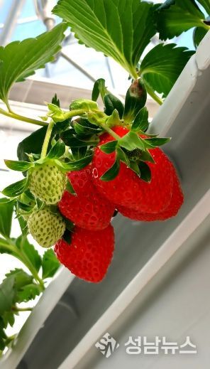 청년창업 농업대전환과 모집 관련3(딸기)