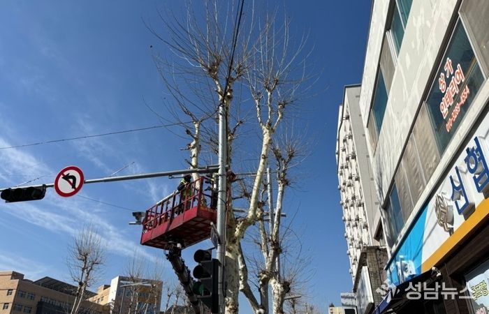 대전 중구, 봄맞이 가로수 전정 실시
