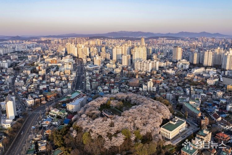 대전 중구, 테미근린공원 벚꽃과 함께하는 도심 속 봄꽃의 향연 - 테미근린공원