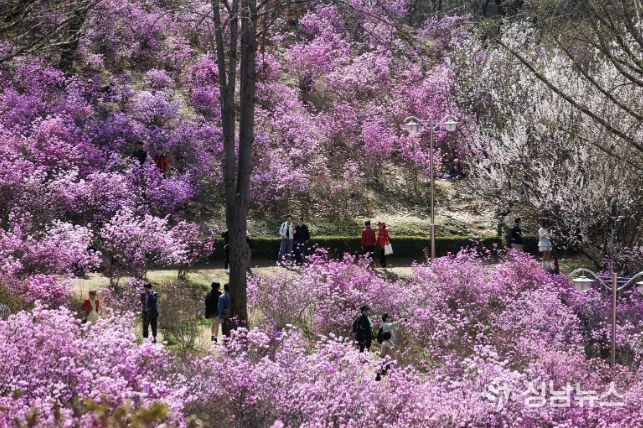 분홍빛으로 물든 원미산 진달래동산에서 시민들이 진달래를 감상하고 있다.