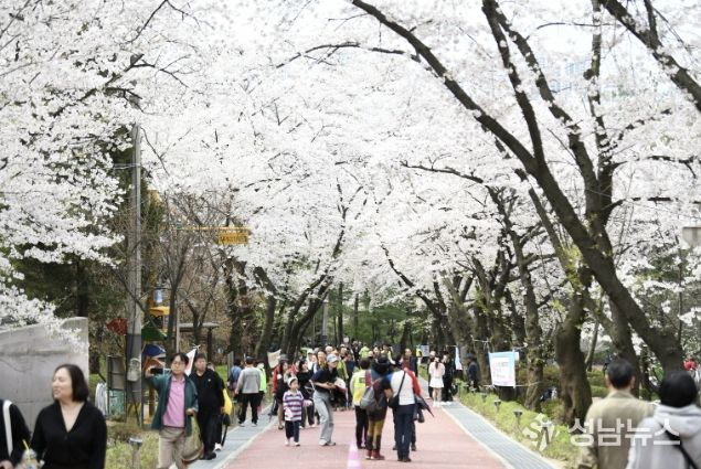 흩날리는 벚꽃잎 사이로 시민들이 꽃을 구경하며 도당산을 오르내리고 있다.