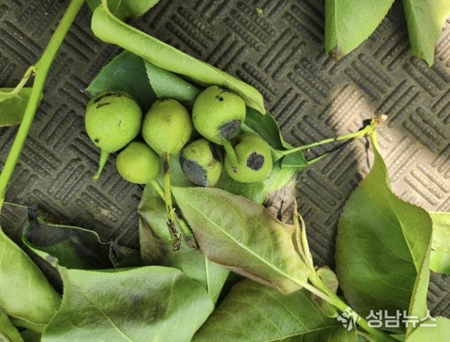 영암군, 배 흑성병 예방 철저 당부