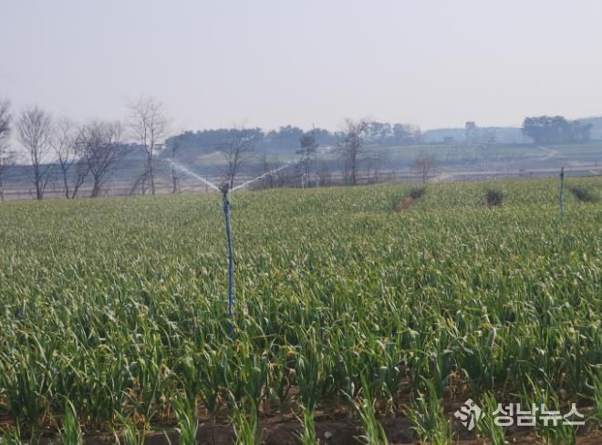 서산시, 마늘 생육기 물관리 및 병해충 방제 강조