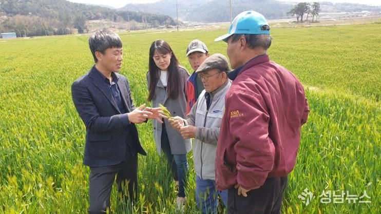 강진군 농업기술센터 관계자가 생육장애가 발생한 맥류 이삭을 확인중이다
